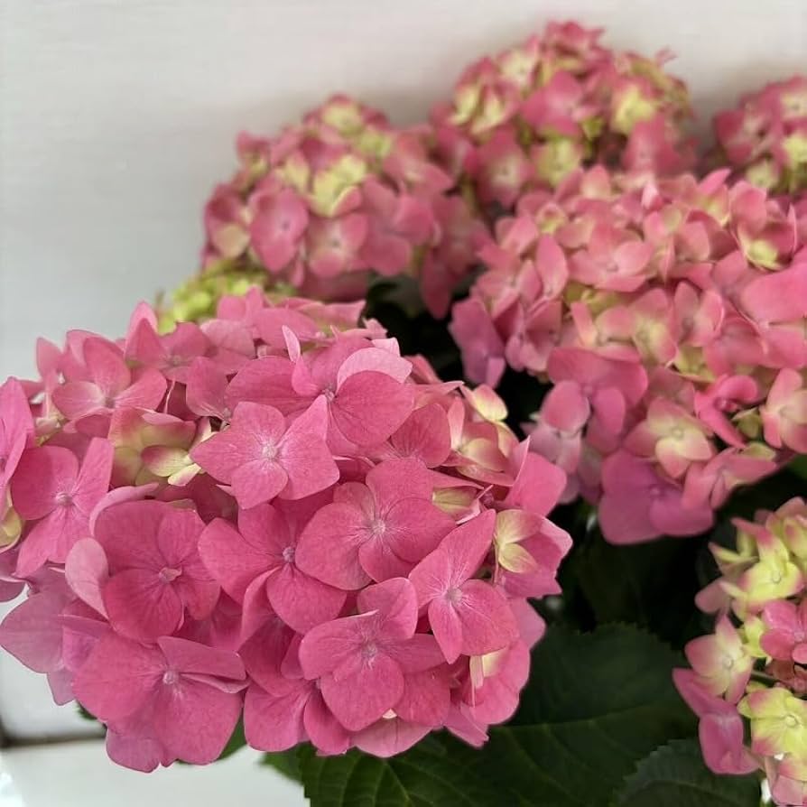 紫陽花さま専用 山紫陽花 